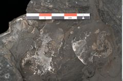 Foto (Detailansicht) von Acrostichopteris lunzensis Ettingshausen (NHMW-GEO-2024-0188-10524)